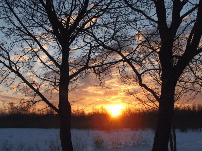 Between two trees   Feb 27 2014