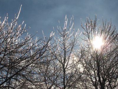 Morning beauty after freezing rain