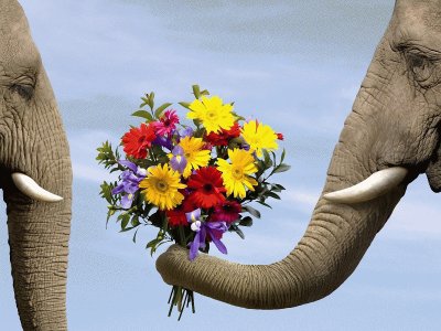 Elephant with Flowers