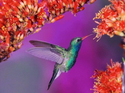 Humming Bird