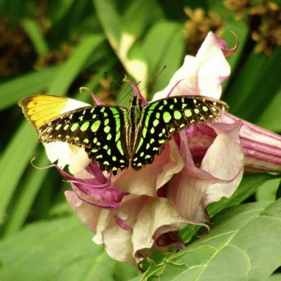 Beatiful Butterfly