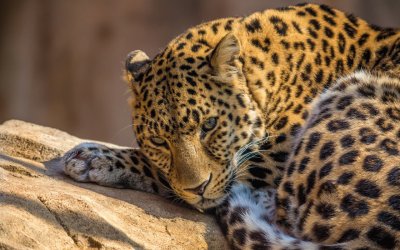 LEOPARDO