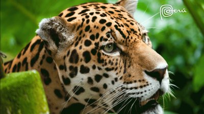 Leopardo