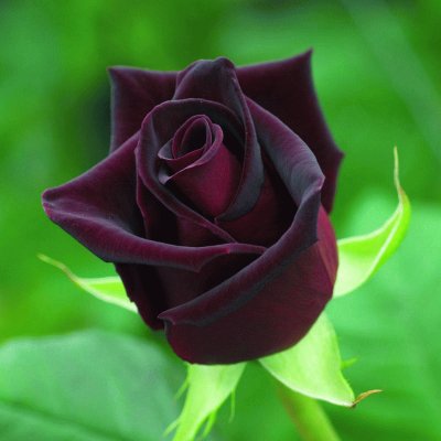 Rosa Negra