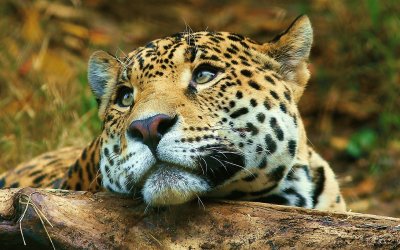 JAGUAR