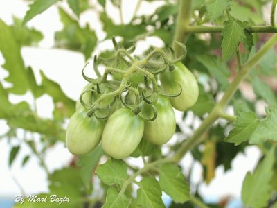 TOMATINHOS