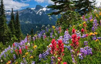 Mount Rainier National Park