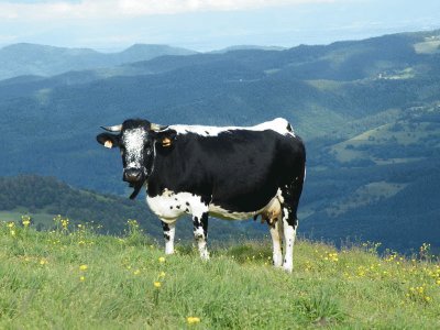 vache vosgienne