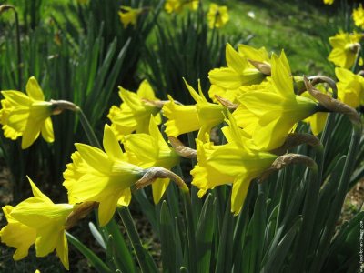 jonquilles