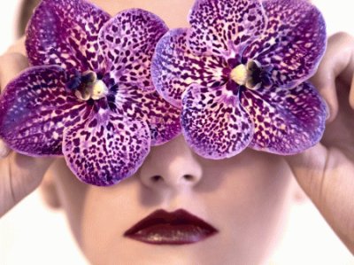 Purple Orchids