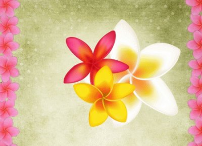 Plumeria