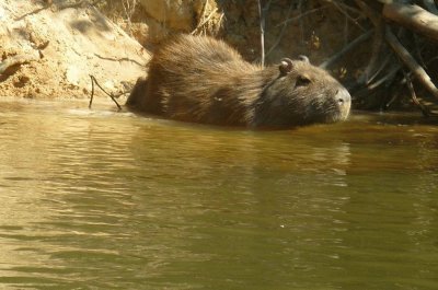 Capivara