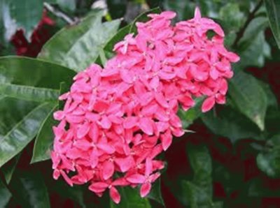 Ixora