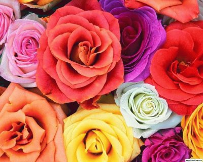 Apenas Rosas jigsaw puzzle