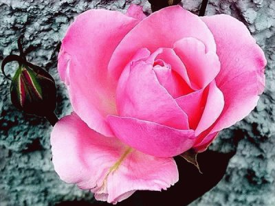 Pink rose