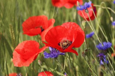 coquelicot