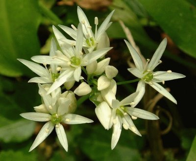 fleurs d 'ail des ours