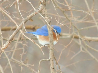 Bluebird on a Cold Day