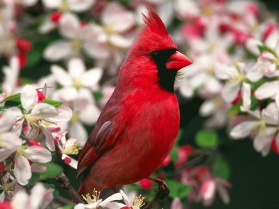 CARDENAL