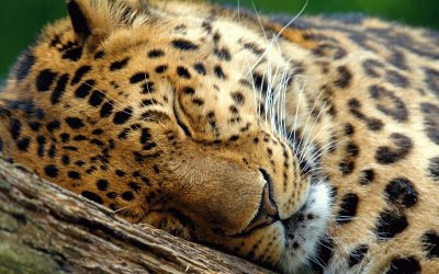 LEOPARDO