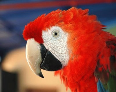 Guacamayo (Ara Macao)