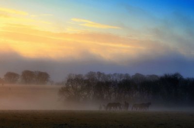 Horses and mist