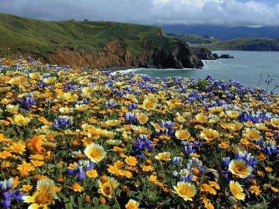 Flores e Agua