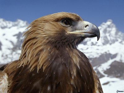 Aguila