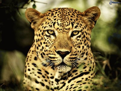 Leopardo