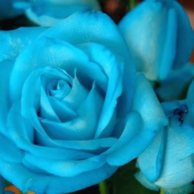 ROSA AZUL