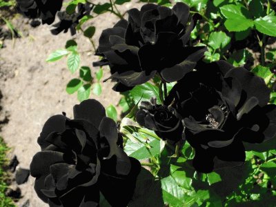 ROSAS PERLA NEGRA