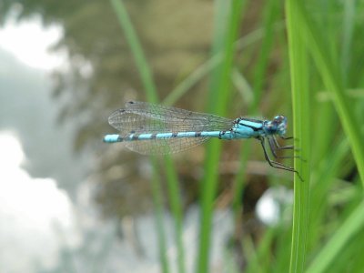 Libellula