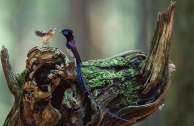 Japanese Paradise Flycatcher Father And Her Baby