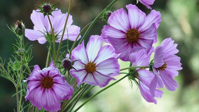 Cosmea