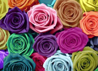 Rainbow Roses