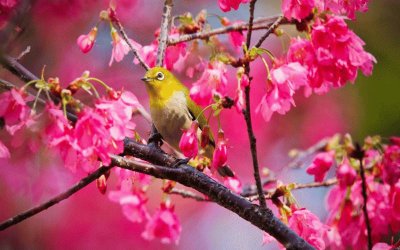 Bird in Springtime