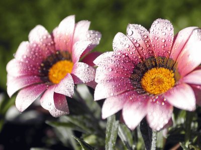 Flores e Gotas