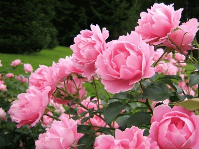 rosas no jardim