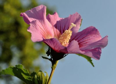 Hibisco Rosa