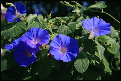 fleurs: ipomoea