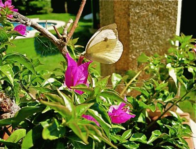 Flores y mariposa