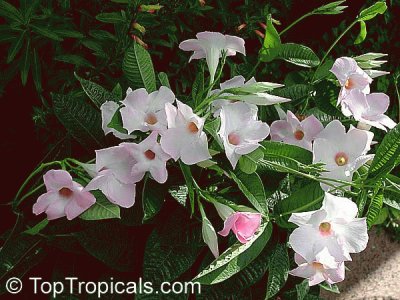 fleurs: Dipladenia Alice du Pont