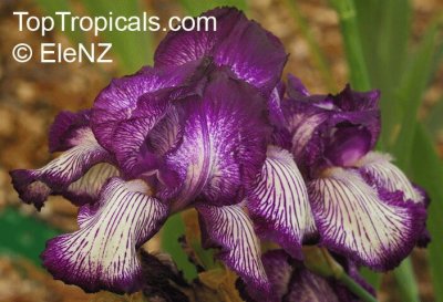 fleurs: Iris Cote d  'Or