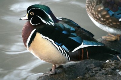 Wood Duck