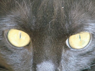 Cats Eyes