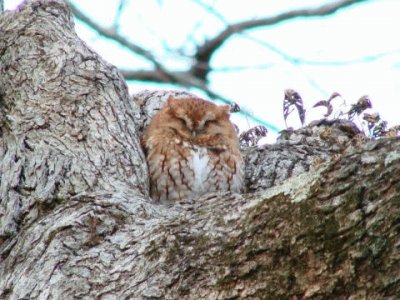 Eastern Screech Owl