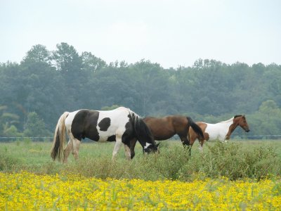 Yellow Pasture