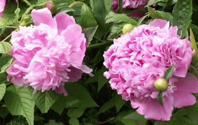 Peonies