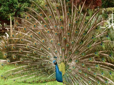 Pavo real