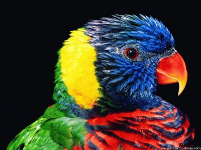 Rainbow Lorikeet